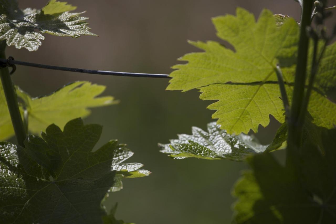 Cascina Marcantonio Acqui Terme Luaran gambar